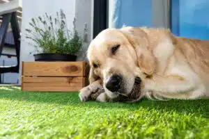 A young male golden retriever is eating a bone outside in front a patio window on artificial grass.